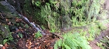 Plants: image 57 Of 208 Thumb